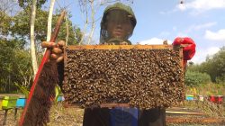 Peluang Bisnis Budidaya Lebah Madu: Sukses di Pasar Produk Organik
