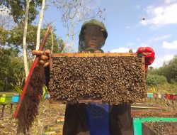 Peluang Bisnis Budidaya Lebah Madu: Sukses di Pasar Produk Organik